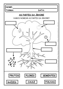 Dia da árvore: as partes da árvore!